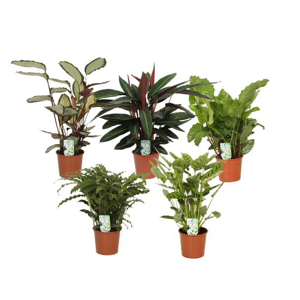 Calathea s in de Spotlight - 5 stuks - Ø17cm - ↕55-65cm