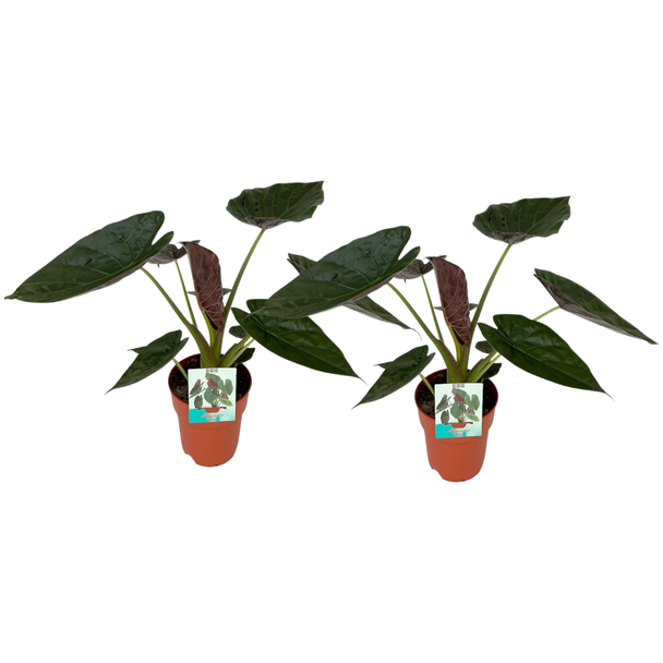 2 stuks, Olifantenoor, Alocasia Wentii, Tropische uitstraling, Bijzonder blad, Ø19cm - ↕85cm