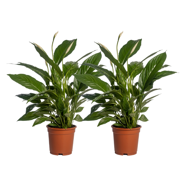 2 Stuks - De Lepelplant of De VredesLelie, Bekend om zijn Witte Bloemen,Spathiphyllum Vivaldi - Ø17cm - ↕70cm
