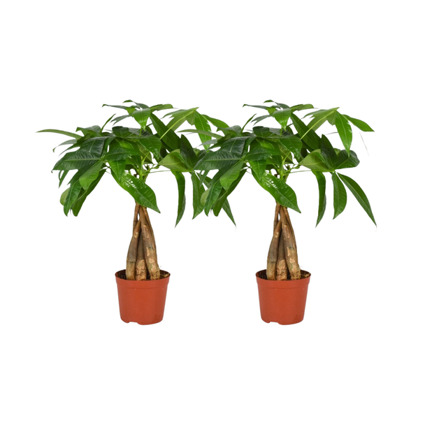 Pachira Aquatica Gevlochten Stam - 2 stuks - Ø12cm - ↕35cm