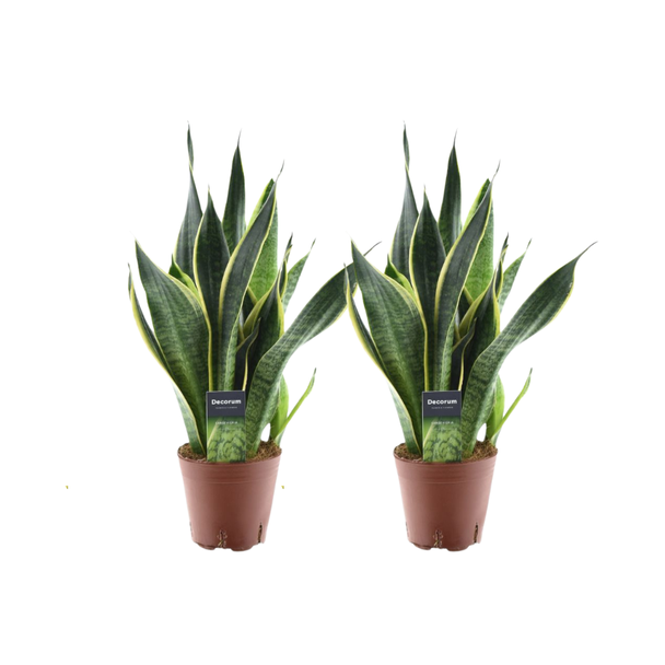 2 stuks Vrouwentong, Sansevieria Futura Superba -  Ø14cm - ↕45cm