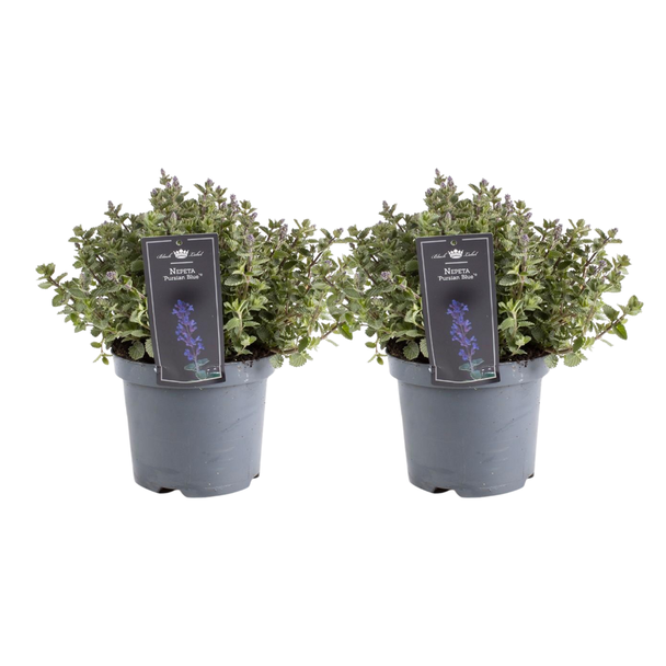 Kattenkruid- 2 stuks (Nepeta Purrsian Blue) voor in u tuin, Ø19cm - ↕40cm