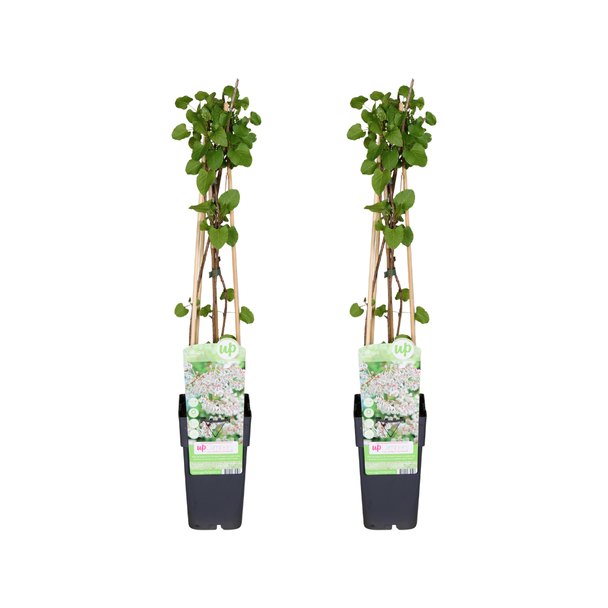Klimplant Bruidssluier of Russische Wingerd -  2 stuks - Ø15cm - ↕65cm (Fallopia baldschuanica)