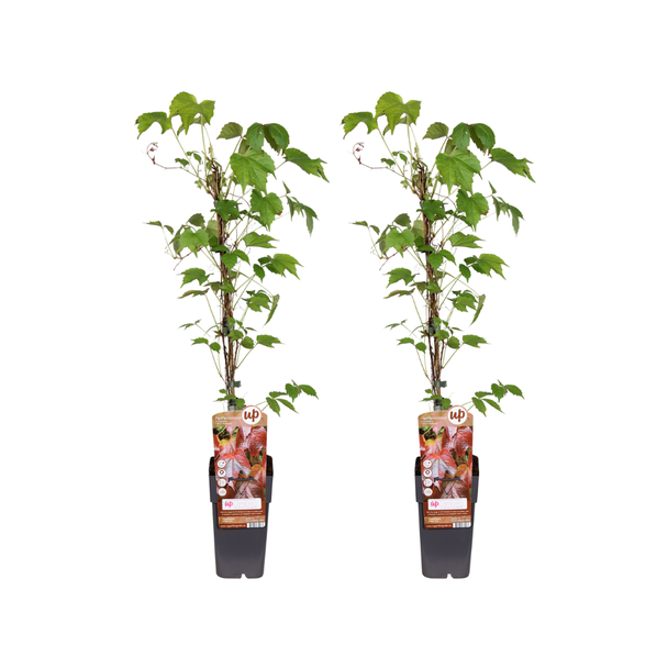 Parthenocissus Tricuspidata Veitch Boskoop - 2 stuks - Ø15cm - ↕65cm