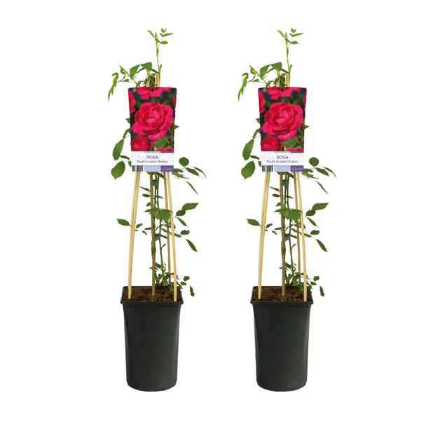 2 stuks klimroos - Rosa Paul s Scarlet Climber -  Ø17cm - ↕75cm