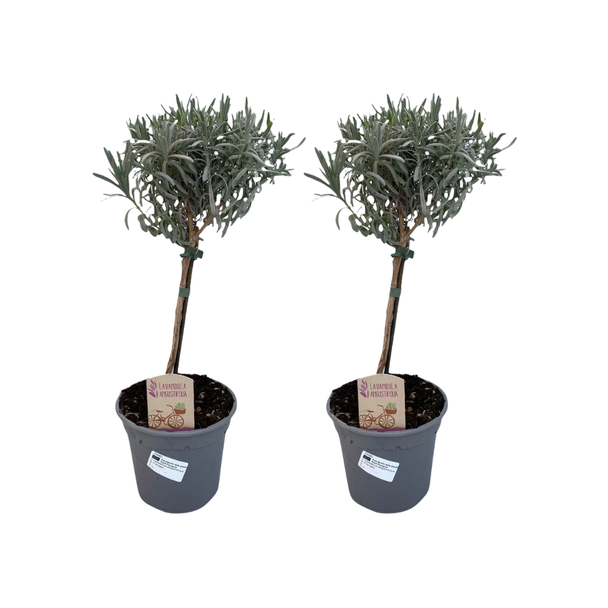 Engelse Lavendel, 2 stuks, plant op stam,  Buitenplant, Terrasplant, Balkonplant,  Lavandula Angustifolia Stam - 2 stuks - Ø14cm - ↕45cm