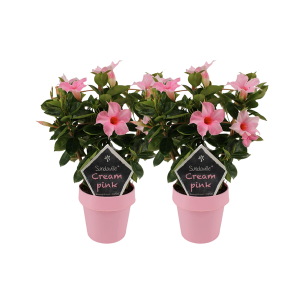 Trompetbloemige Plant, 2 stuks, Kleur rose,  Terrasplant,balkonplant, Mandevilla Sundaville Cream Pink op Rek - 2 stuks Ø14cm - ↕40cm
