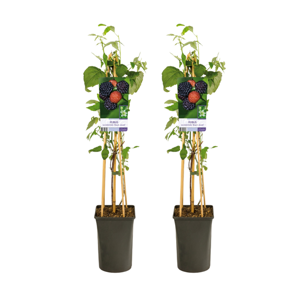De Zwarte Braam, Tuinplant, Klimplant, Fruitstruik, Rubus Occidentalis Black Jewel - 2 stuks - Ø17cm - ↕75cm