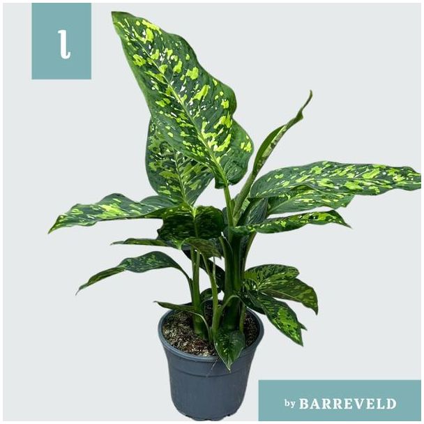 Kamerplant, Mooie Bladtekening( Groen,Creme),  Dieffenbachia  Spotty  - Ø17cm - ↕75cm