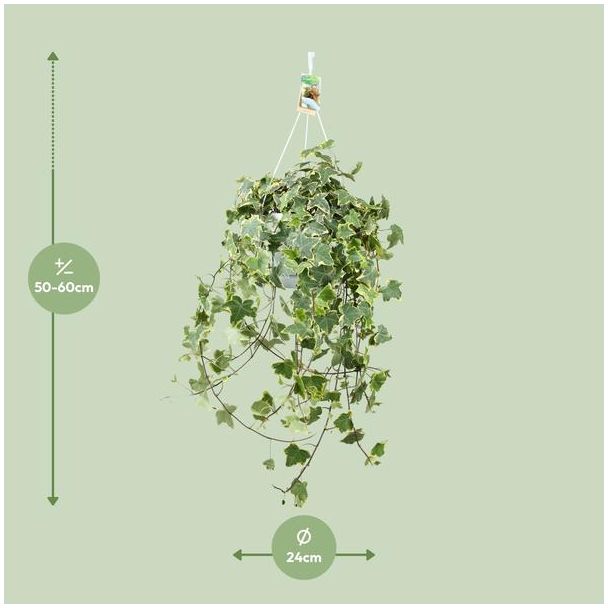 Klimop hangplant 60 cm