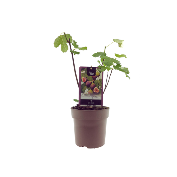 Vijgenboom, Mediterrain, Exotische, Fruitboom, Kleur vrucht Donkerpaars tot Zwart, Ficus Bornholm - Ø15cm - ↕40cm