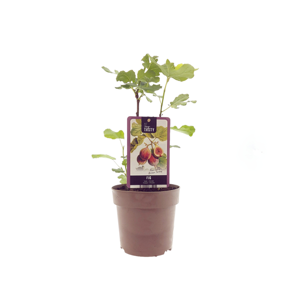 Vijgenboom, Mediterrain, Exotische, Fruitboom, Kleur vrucht Bruinpaars, Ficus Brown Turkey - Ø15cm - ↕40cm