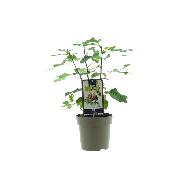 Vijgenboom, Mediterrain, Exotische, Fruitboom, Kleur vrucht Groenachtig met Lichtgele tint.,Ficus Precose De Dalmatie - Ø15cm - ↕40cm