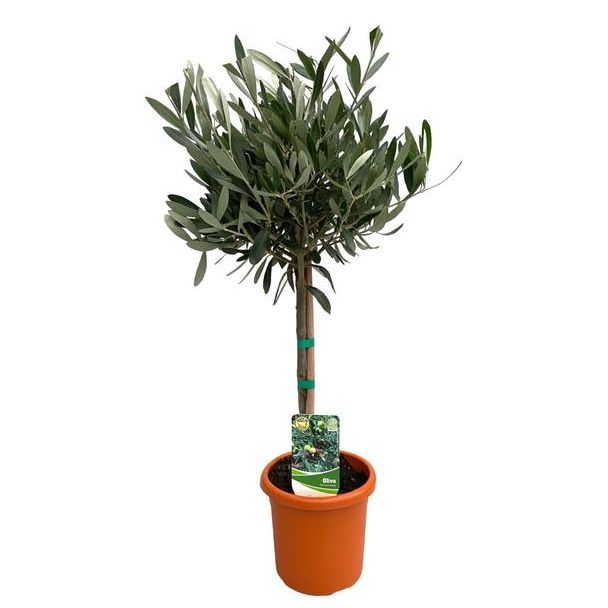 De Olijfplant op stam , Creme/Witte Bloemetjes, Olijfvruichten, Mediterrane Planten, Balkonplanten, Terrasplanten,Olea Europaea op Stam- 2 stuks - Ø15cm - ↕60cm