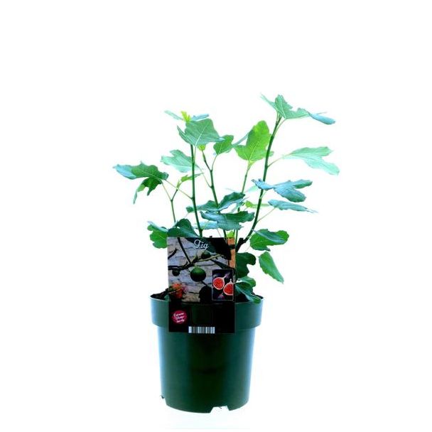 Vijgenboom, Mediterrain, Exotische, Fruitboom, Kleur vrucht Donkerpaars tot Zwart, Ficus Carica Bornholm - Ø19cm - ↕50cm