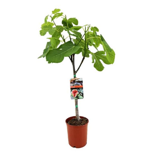 Vijgenboom, Mediterrain, Exotische, Fruitboom, Kleur vrucht Donkerpaars tot Zwart, Ficus Carica - Ø17cm - ↕80cm