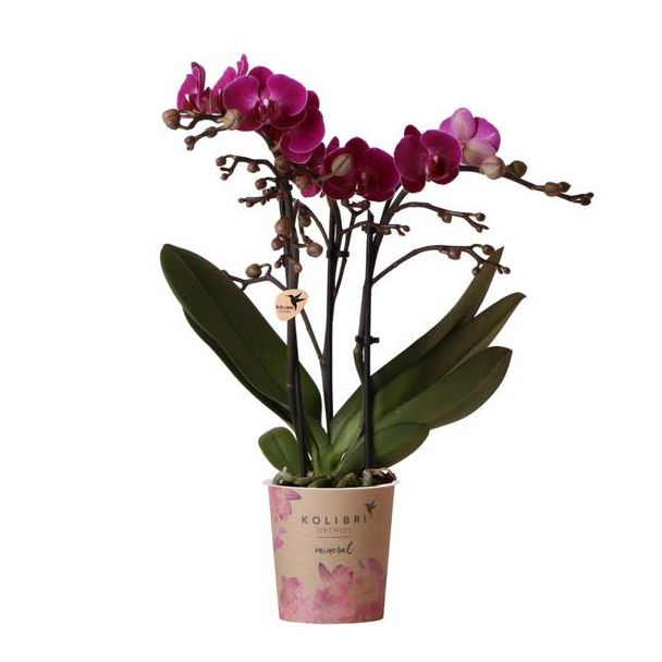 2 stuks Paarse Vlinderpracht: Amabilis Orchidee in Ø9cm Pot, Vlinderorchidee