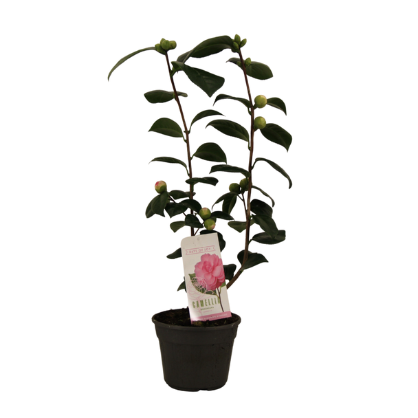 Camelia Japonica, Tuinplant, Struik, Borderplant, Kleur  Roze, Camellia Japonica  Bonomiana  15 Cm -2 stuk -  Ø15cm - ↕50cm