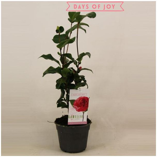 Camelia Japonica, Tuinplant, Struik, Borderplant, Kleur  Diep-Rood, Camellia Japonica  Lady Campbell  15 Cm - Ø15cm - ↕45cm