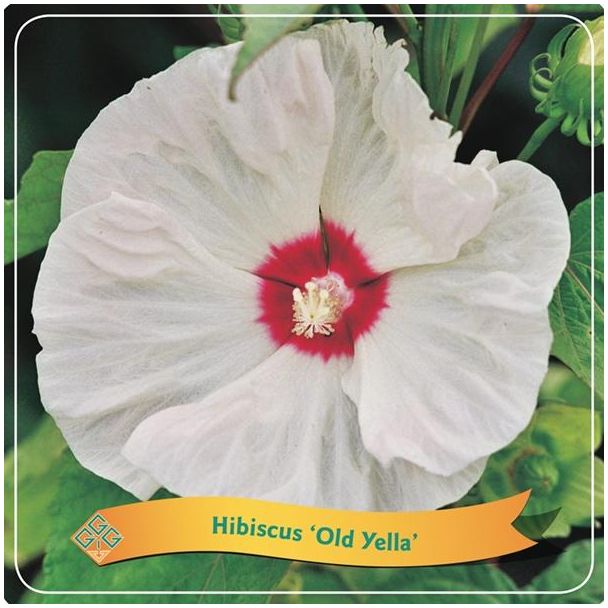 Tuinplant, Chinese roos (Hibiscus Overig Old Yella) ,Kleur Wit, Balkonplant, Terrasplant, Struik, Kamerplant, Ø25cm - ↕35cm