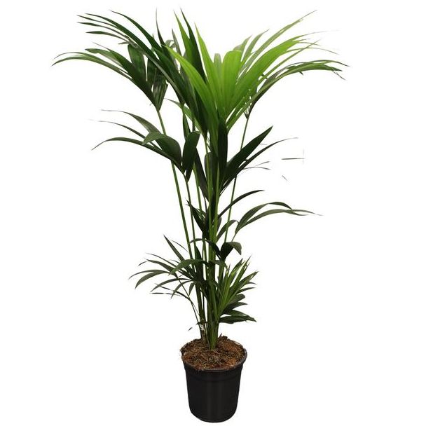De Kentia Palm, Howea forsteriana 5 Pit, Ø21 cm – ↕120–140 cm.