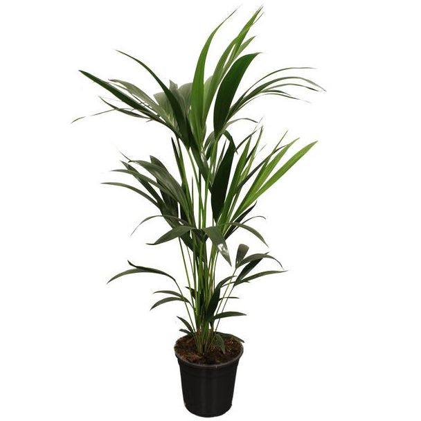 Kentia Palm,  Howea forsteriana 5 Pit, Ø21 cm – ↕100–120 cm