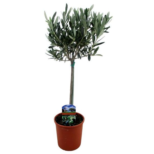 De Olijfplant op stam , Creme/Witte Bloemetjes, Olijfvruichten, Mediterrane Planten, Olea Europaea , 1 stuk - Ø14cm - ↕60cm