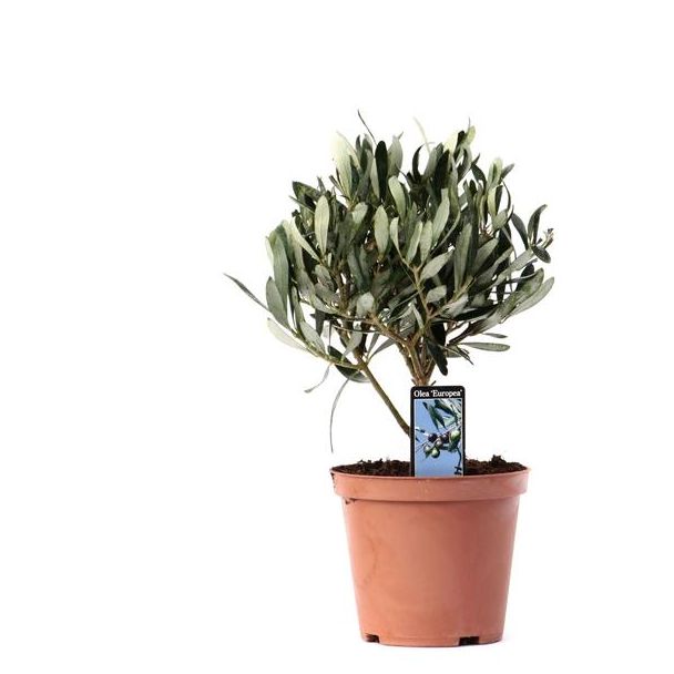De Olijf op Stam, Creme/Witte Bloemetjes, Olijfvruichten, Mediterrane Planten,  Olea Olijf Op Stam - Ø13cm - ↕21cm