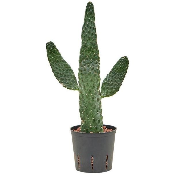 Opuntia Consolea (HYDRO) - Ø13cm - ↕55cm