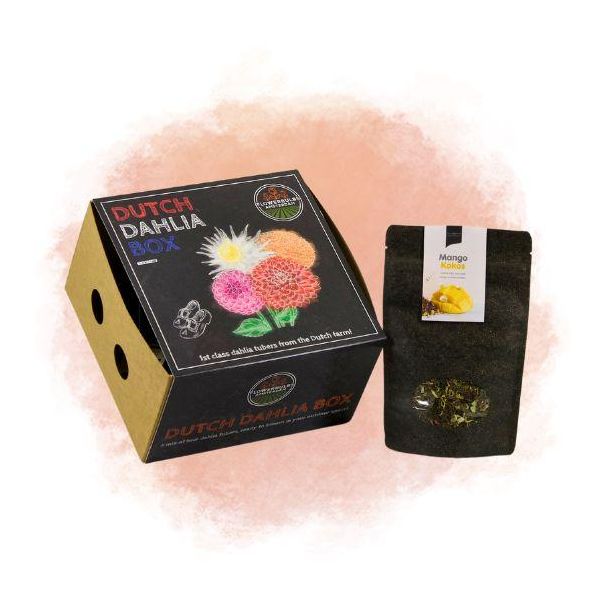 Nederlandse Dahlia 4 stuks giftset met Tropische Thee Verrassing