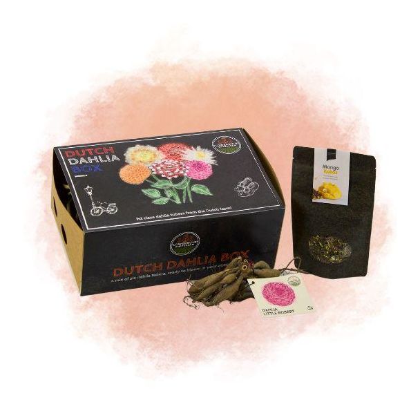 'Dutch Dahlia Box' met Mango Kokos Thee  geschenk, 6 bloembollen, 6 kleuren Cadeautip