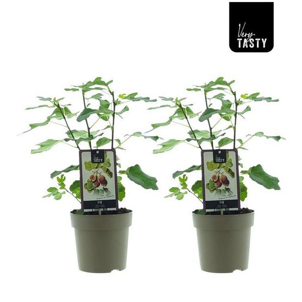 Vijgenboom, Mediterrain, Exotische, Fruitboom, Kleur vrucht Groenachtig met Lichtgele tint.,Ficus Precose De Dalmatie - Ø15cm - ↕40cm
