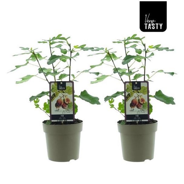 2 stuks Vijgenboom, Mediterrain, Exotische, Fruitboom, Kleur vrucht Bruinpaars, Ficus Brown Turkey - Ø15cm - ↕40cm