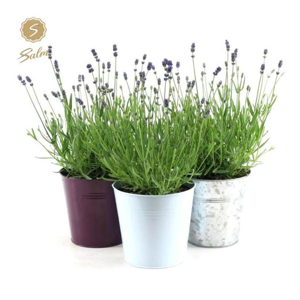 3 x smalbladige Lavendel  'Felice' in zinken potten - Ø17cm - ↕35cm (Lavandula Ang. Felice)