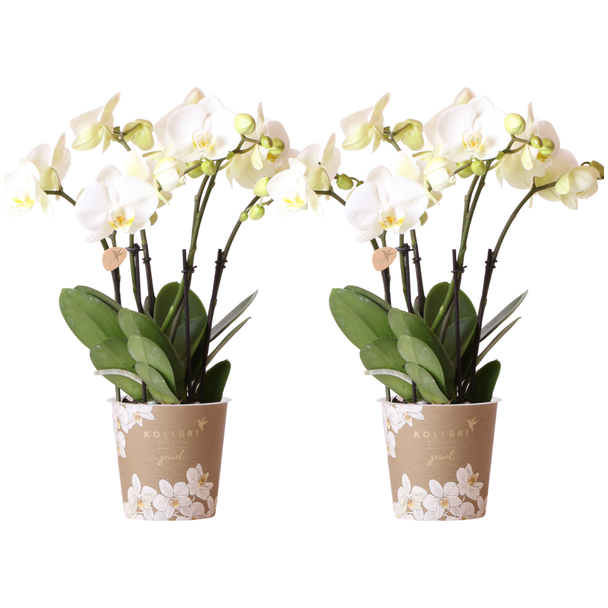 SET van 2  Vlinder Orchideeën,  Kleur Wit,, Bloeiende Kamerplant,  Phalaenopsis Orchideeën, Potmaat Ø12cm
