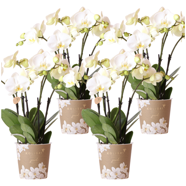SET van 4 Vlinder Orchideeën Ghent , Kleur Wit,, Bloeiende Kamerplant,  Phalaenopsis Orchideeën, Potmaat Ø12cm
