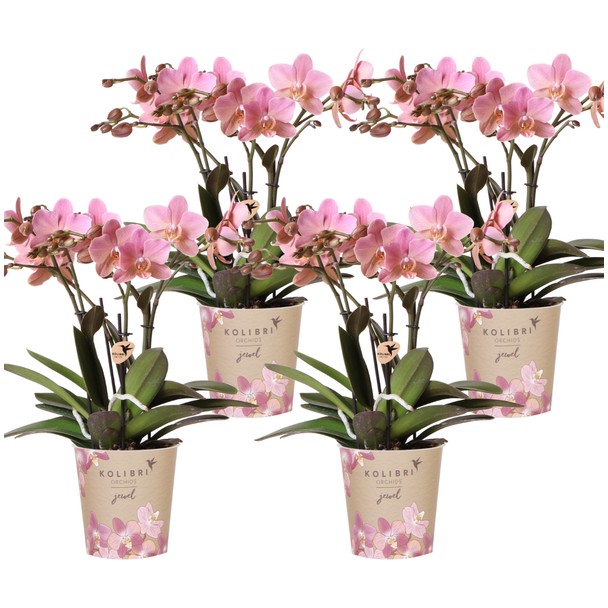SET van 4 Vlinder Orchideeën Treviso, Kleur Oud Roze,, Bloeiende Kamerplant,  Phalaenopsis Orchideeën, Potmaat Ø12cm
