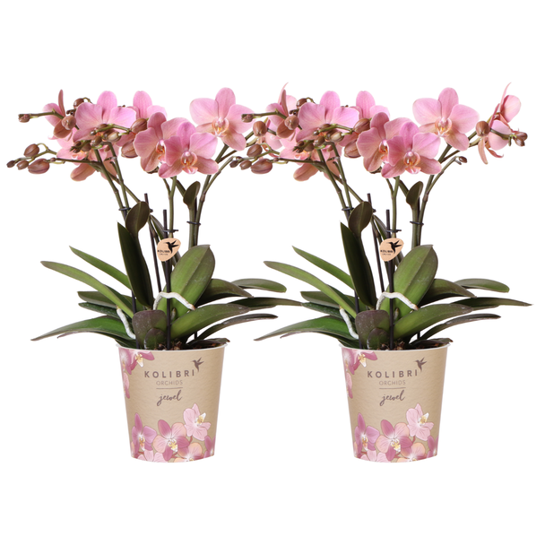 SET van 2 Vlinder Orchideeën Treviso, Kleur Oud Roze, Bloeiende Kamerplant,  Phalaenopsis Orchideeën, Potmaat Ø12cm