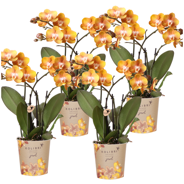 SET van 4 Vlinder Orchideeën, Kleur Oranje,, Bloeiende Kamerplant,  Phalaenopsis Orchideeën,Phalaenopsis Orchideeën, Las Vegas ,  Potmaat Ø12cm