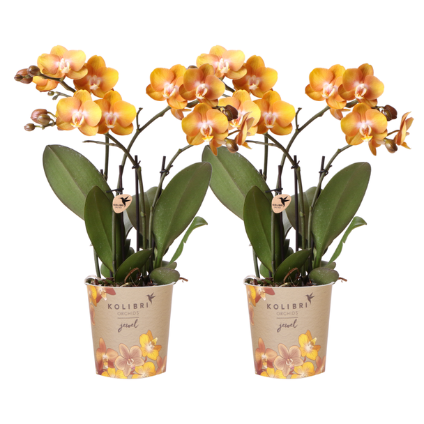 COMBI DEAL van 2 Vlinder Orchideeën, Kleur Oranje,, Bloeiende Kamerplant,  Phalaenopsis Orchideeën,Phalaenopsis Orchideeën, Las Vegas ,  Potmaat Ø12cm