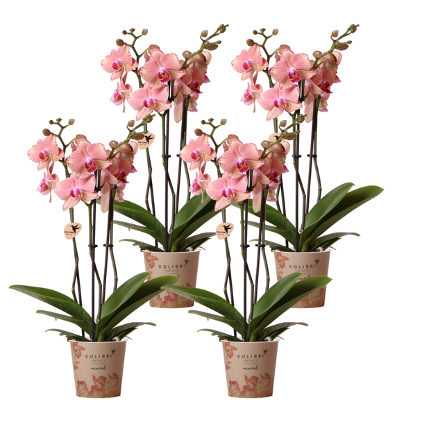 COMBI DEAL van 4 Vlinder Orchideeën, Kleur Oranje/Roze,, Bloeiende Kamerplant,  Phalaenopsis Orchideeën, Pirate Picotee ,  Potmaat Ø12cm