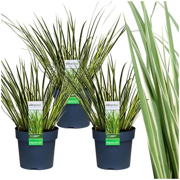 Bontbladige Kalmoes, Siergras, 3 Stuks,  Kleur Creme met Groen, Potplant, Acorus gramineus  Ogon  - Ø 14 cm - ↨ 30 cm
