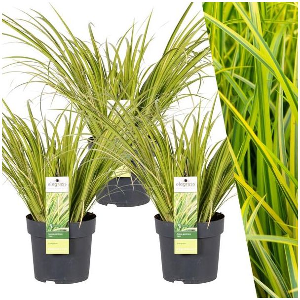 Bontbladige Kalmoes, Siergras, 3 Stuks,  Kleur Geel met Groen, Potplant, Acorus gramineus  Ogon  - Ø 14 cm - ↨ 30 cm