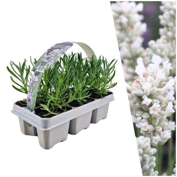 Lavendel 6 stuks, Kleur WIT,  Haagje, Struik, 6 pack Lavendel angustifolia wit - 6 x Ø7 cm - ↕15 cm
