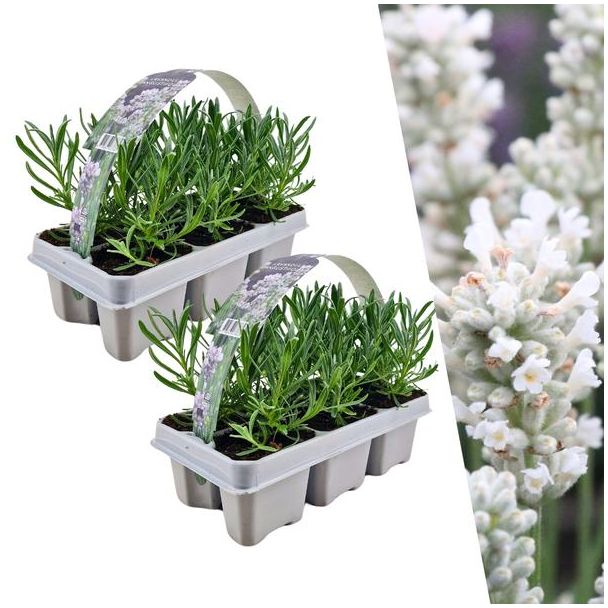 Lavendel, 4 x 6 pack Lavendel,  Kleur WIT,  Haagje, Struik , Lavendel angustifolia white - 24 x Ø7 cm - ↕15 cm