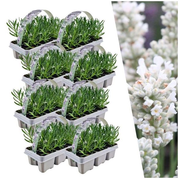 Lavendel, 8 x 6 pack Lavendel,  Kleur WIT,  Haagje, Struik , Lavendel angustifolia white - 48 x Ø7 cm - ↕15 cm