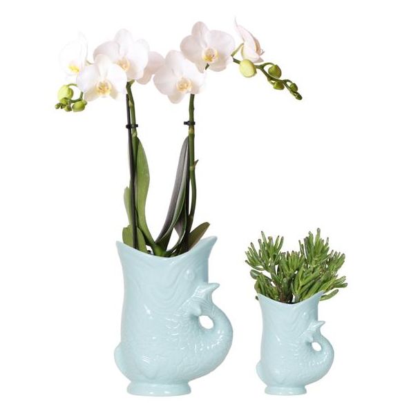 Bloeiende Kamerplanten, Planten set Fish Turquoise,  Witte Phalaenopsis Orchidee Amabilis Ø9cm  , Succulent Crassula Hobbit Ø6cm,  incl. turquoise keramieken sierpotten