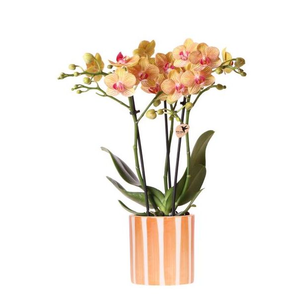 Bloeiende Kamerplant,  Oranje Phalaenopsis orchidee Jamaica + Painted Stripe Pot Oranje - potmaat Ø9cm
