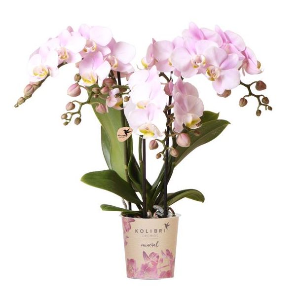 Roze Vlinderorchidee 'Portugal' potmaat Ø9cm, grote, roze bloemen met een stralend geel hart
