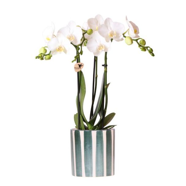 Witte Vlinder Orchidee Amabilisin gestreepte groene Pot - Potmaat Ø9cm - Vers bezorgd